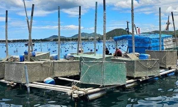 Phu Yen struggles to clear and arrange aquaculture cages
